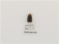 藏品(鞘翅目(1))的圖片